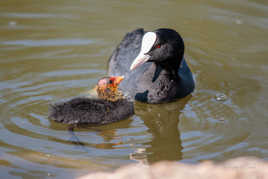 Discussion Parent/ Enfant