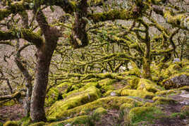 Quelques branches