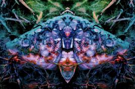 J'ose, osons, osez le Papillonfish...