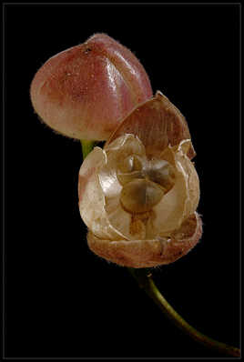 Je vous fais une fleur