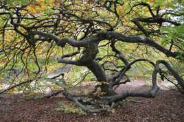 L'arbre qui court