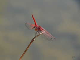 Libellule en robe rouge