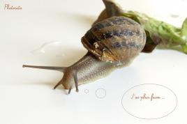 Escargot 2