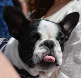 Tirer la langue au photographe