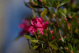 Premières fleurs sur mon azalée