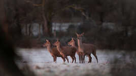 Dans une trouée forestière