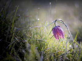 Fritillaire au petit matin