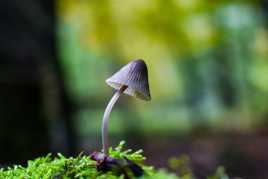 Promenons-nous dans les bois !