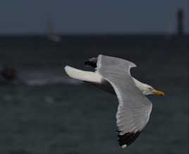 Vol au-dessus d'un banc de crevettes