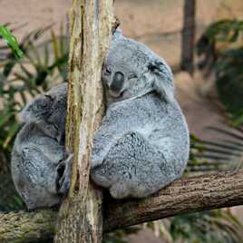 Duo de Koalas