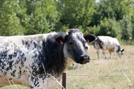 Ca joue les modèles