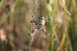 Pour moi aussi c'est le p'tit dej
