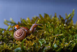 rencontre d'un escargot et d'une coccinelle