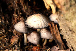 Petits champignons