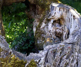 La nature est bavarde...