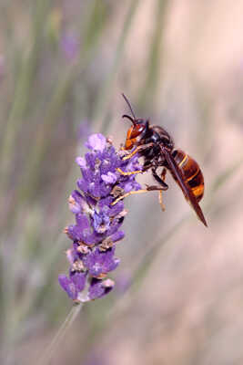 frelon à pattes jaunes