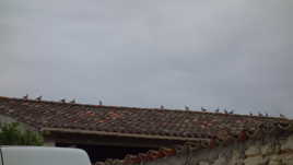 Pris sur le faîte...