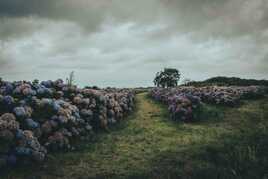 une peinture d'Hortensias
