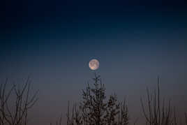 Au sommet de mon arbre