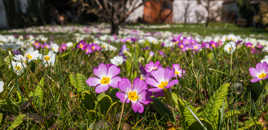 C'est le printemps