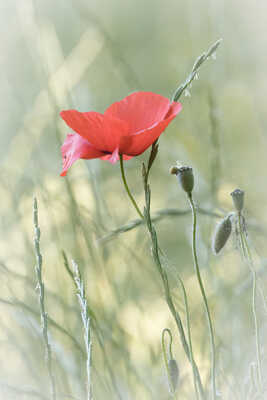 Coquelicot