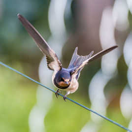 Hirondelle sur fil à linge
