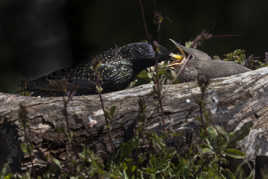 La becquée de l'étourneau