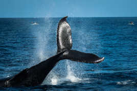 diagonale spectaculaire