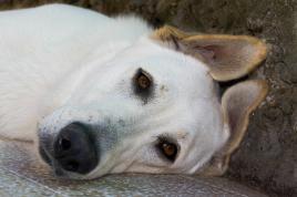 le repos du guerrier