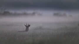 Dans la prairie embrumée