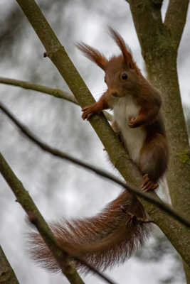 Ecureuil dans le vent