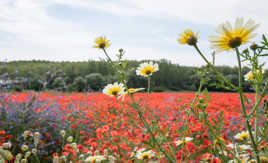 exubérance printanière