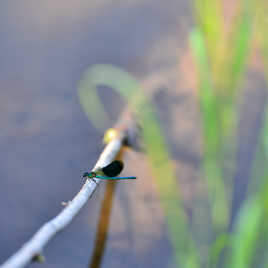 Une demoiselle sur une balançoire...