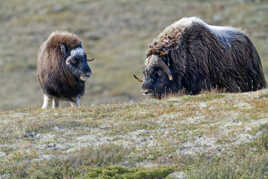 Rencontre arctique