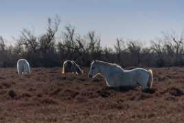 Camarguais