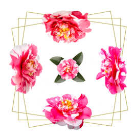 Camélia de mon jardin (2)