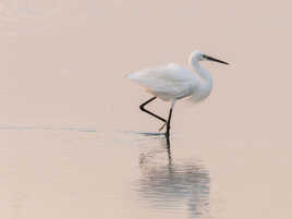 aigrette