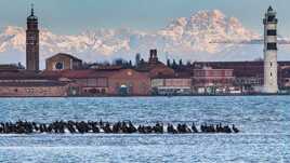 Les cormorans de la lagune