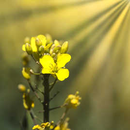 Sous les feux des projecteurs