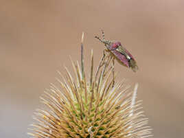 A son tour de se faire piquer