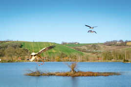 Le rendez-vous des oiseaux