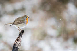 Chanter sous la neige