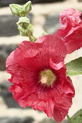 Rose trémière sauvage