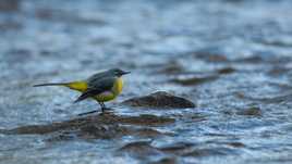 Bergeronnette des ruisseaux