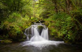 Eau milieu de la forêt