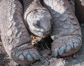 pour Jeppesen... Coucou