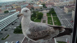 Goéland, Visiteur du soir