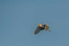 Pour faire mon nid...