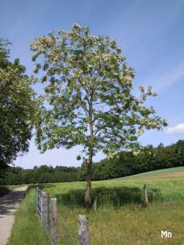 Au bord du chemin