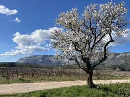 Victoire du printemps